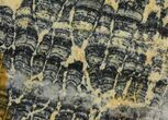 Columnar Stromatolite (Asperia) From Australia - Proterozoic #95237-1